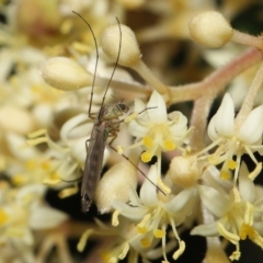 Chironomidae (family) (Non-biting Midge) at Acton, ACT - 12 Oct 2022 by TimL