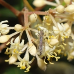 Chironomidae (family) at Acton, ACT - 12 Oct 2022