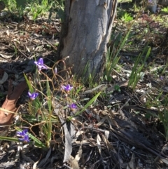 Dianella revoluta at Yarralumla, ACT - 8 Oct 2021