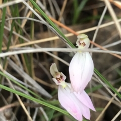 Caladenia carnea (Pink Fingers) at Casey, ACT - 9 Oct 2022 by MattFox
