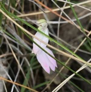 Caladenia carnea at Casey, ACT - suppressed