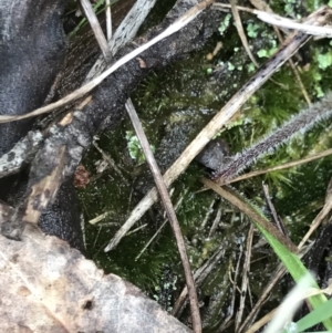 Caladenia carnea at Casey, ACT - suppressed