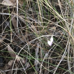 Caladenia carnea at Casey, ACT - suppressed