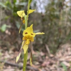 Diuris sulphurea (Tiger Orchid) at Thirlmere Lakes National Park - 12 Oct 2022 by GlossyGal
