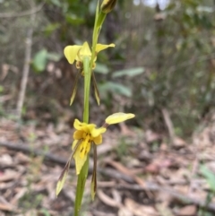 Diuris sulphurea at Thirlmere, NSW - suppressed