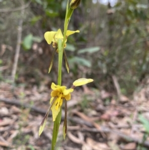 Diuris sulphurea at Thirlmere, NSW - 12 Oct 2022