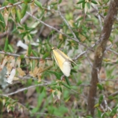 Philobota undescribed species near arabella (A concealer moth) at Mulligans Flat - 12 Oct 2022 by Christine