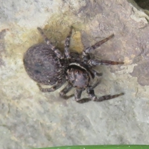 Maratus griseus at Bonner, ACT - 12 Oct 2022