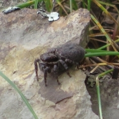 Maratus griseus at Bonner, ACT - 12 Oct 2022