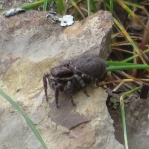 Maratus griseus at Bonner, ACT - 12 Oct 2022