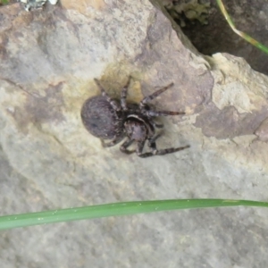 Maratus griseus at Bonner, ACT - 12 Oct 2022