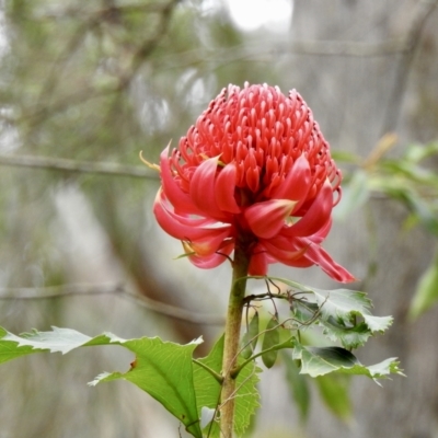 Telopea speciosissima (NSW Waratah) at Wollondilly Local Government Area - 11 Oct 2022 by GlossyGal