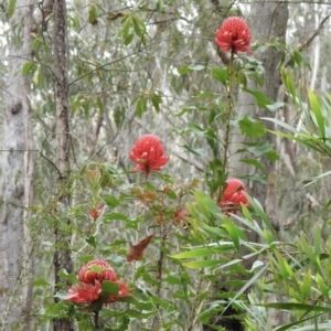 Telopea speciosissima at Thirlmere, NSW - suppressed