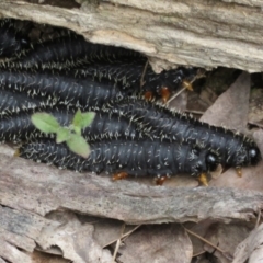 Perga sp. (genus) (Sawfly or Spitfire) at Mulligans Flat - 12 Oct 2022 by Christine