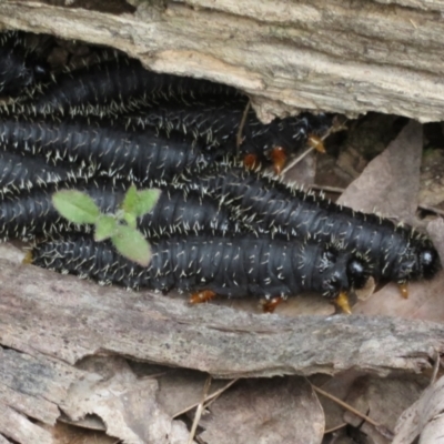 Perga sp. (genus) (Sawfly or Spitfire) at Mulligans Flat - 12 Oct 2022 by Christine