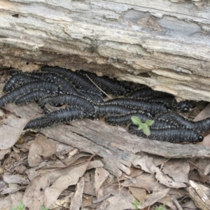 Perga sp. (genus) at Bonner, ACT - 12 Oct 2022