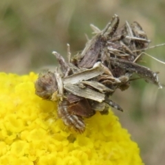 Heliocosma (genus) (A Tortricid moth) at Mulligans Flat - 12 Oct 2022 by Christine