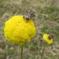 Heliocosma (genus) at Bonner, ACT - 12 Oct 2022