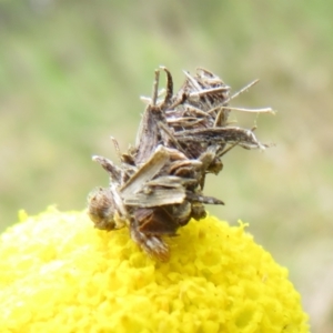 Heliocosma (genus) at Bonner, ACT - 12 Oct 2022