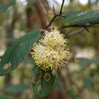 Pomaderris betulina subsp. actensis (Canberra Pomaderris) at Coree, ACT - 13 Oct 2022 by RobG1