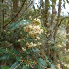 Pomaderris betulina subsp. actensis at Coree, ACT - 13 Oct 2022