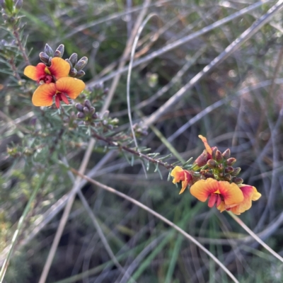 Dillwynia sericea (Egg And Bacon Peas) at Mount Majura - 13 Oct 2022 by RAT70