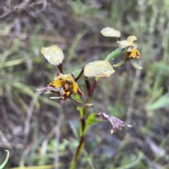 Diuris pardina (Leopard Doubletail) at Mount Majura - 13 Oct 2022 by RAT70