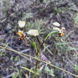 Diuris pardina at Hackett, ACT - 14 Oct 2022