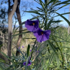 Solanum linearifolium (Kangaroo Apple) at Hackett, ACT - 14 Oct 2022 by RAT70