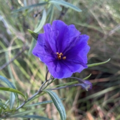 Solanum linearifolium at Hackett, ACT - 14 Oct 2022