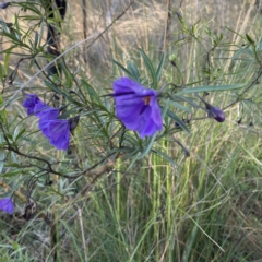 Solanum linearifolium at Hackett, ACT - 14 Oct 2022