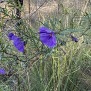 Solanum linearifolium at Hackett, ACT - 14 Oct 2022