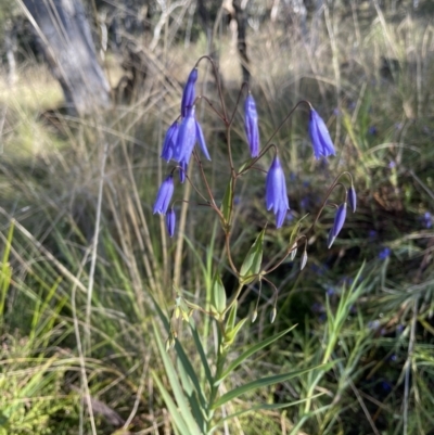 Stypandra glauca (Nodding Blue Lily) at Mount Majura - 13 Oct 2022 by RAT70