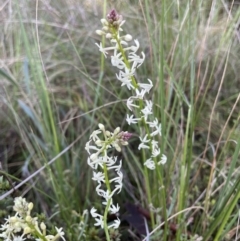 Stackhousia monogyna (Creamy Candles) at Mount Majura - 13 Oct 2022 by RAT70