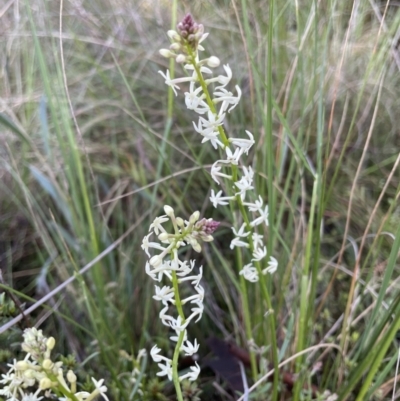 Stackhousia monogyna (Creamy Candles) at Hackett, ACT - 13 Oct 2022 by RAT70