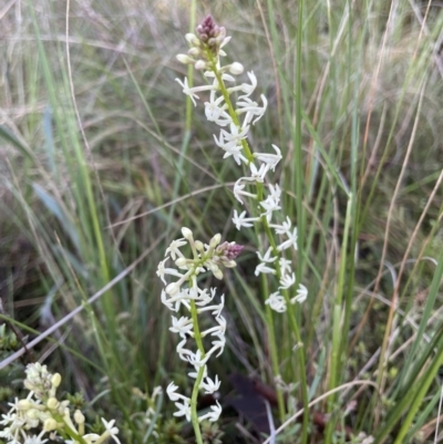 Stackhousia monogyna (Creamy Candles) at Mount Majura - 13 Oct 2022 by RAT70