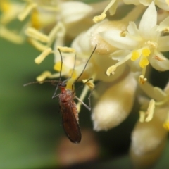 Sciaridae sp. (family) (Black fungus gnat) at Acton, ACT - 11 Oct 2022 by TimL