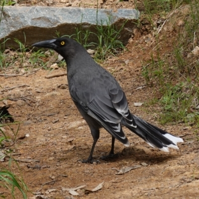 Strepera versicolor (Grey Currawong) at Coree, ACT - 13 Oct 2022 by RobG1