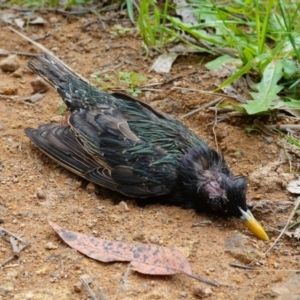 Strepera versicolor at Coree, ACT - 13 Oct 2022