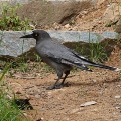 Strepera versicolor at Coree, ACT - 13 Oct 2022