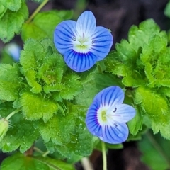 Veronica persica (Creeping Speedwell) at Mitchell, ACT - 14 Oct 2022 by trevorpreston