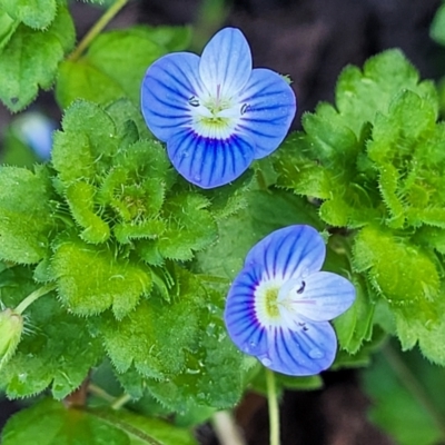 Veronica persica (Creeping Speedwell) at Mitchell, ACT - 14 Oct 2022 by trevorpreston