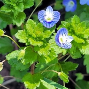 Veronica persica at Mitchell, ACT - 14 Oct 2022 01:09 PM