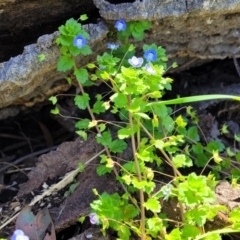 Veronica persica at Mitchell, ACT - 14 Oct 2022 01:09 PM