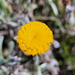 Leptorhynchos squamatus subsp. squamatus (Scaly Buttons) at Crace Grasslands - 14 Oct 2022 by trevorpreston