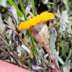 Leptorhynchos squamatus subsp. squamatus at Mitchell, ACT - 14 Oct 2022