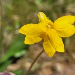 Goodenia pinnatifida (Scrambled Eggs) at Mitchell, ACT - 14 Oct 2022 by trevorpreston