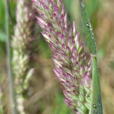 Holcus lanatus (Yorkshire Fog) at Crace Grasslands - 14 Oct 2022 by trevorpreston