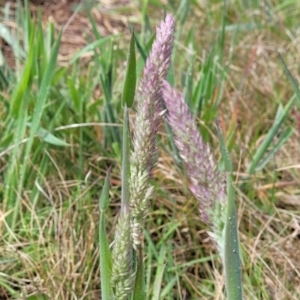 Holcus lanatus at Mitchell, ACT - 14 Oct 2022 01:02 PM