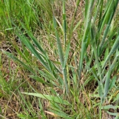 Holcus lanatus at Mitchell, ACT - 14 Oct 2022 01:02 PM